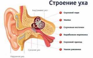 Анатомия уха у человека