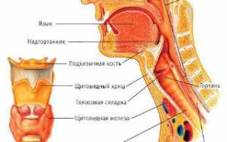 Анатомия горла у человека