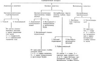 Проводящие пути головного и спинного мозга