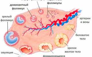 Овуляция в женских яичниках