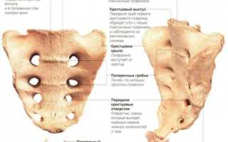 Строение и заболевания пояснично-крестцового отдела позвоночника