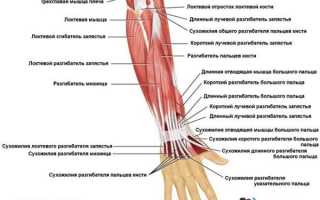 Анатомия предплечья